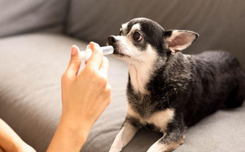 Chó bị nôn – điều trị tại nhà như thế nào?