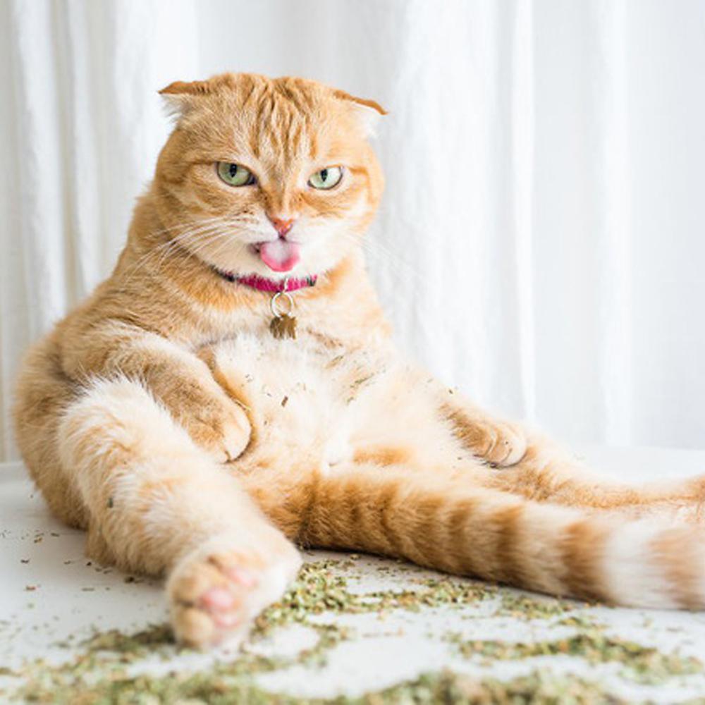 Cỏ Mèo Bạc Hà Catnip Cho Mèo – Tất cả những gì bạn cần biết về loại thảo dược này