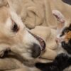 Bệnh viêm tụy ở Chó Mèo có nguy hiểm không? Chữa trị thế nào?