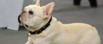 Bull Pháp (French Bulldog): Giống Chó “Đốn Tim” Mọi Tín Đồ Yêu Thú Cưng