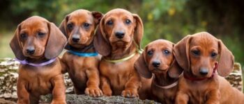 Dachshund (Chó Lạp Xưởng): “Chàng Lùn” Đáng Yêu Với Cá Tính Lớn