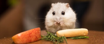 Thức Ăn Cho Hamster: Bí Quyết Chăm Sóc “Boss” Nhỏ Khỏe Mạnh & Vui Vẻ
