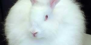 Thỏ Angora : Nguồn gốc, đặc điểm, cách nuôi, thức ăn, các bệnh thường gặp, phụ kiện, giá bán