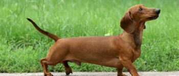 Chó Lạp Xưởng : Nguồn gốc, đặc điểm, cách nuôi, thức ăn, các bệnh thường gặp, phụ kiện, giá bán