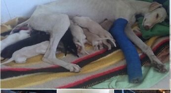 A MOTHER’S INCREDIBLE JOURNEY: INJURED DOG LEADS RESCUERS TO HER PUPS