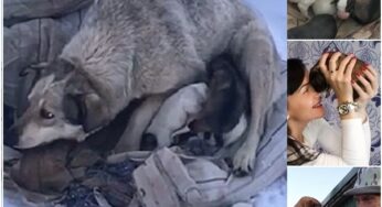 A MOTHER’S UNYIELDING LOVE: AN INJURED DOG’S HEROIC JOURNEY TO SAVE HER PUPS