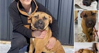 FROM PAIN TO LOVE: THE INSPIRING STORY OF HENRY’S RECOVERY