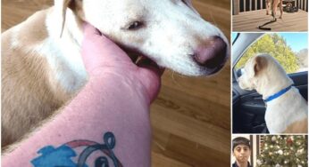 A JOURNEY OF LOVE: HOW A BLIND AND DEAF DOG FOUND HIS FOREVER HOME WITH A VETERAN