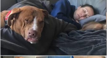 WOODY: A PIT BULL’S JOURNEY FROM DESPAIR TO LOVE