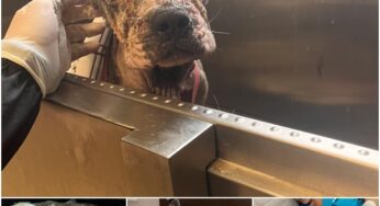 FROM DESPAIR TO JOY: BELLA’S REMARKABLE TRANSFORMATION