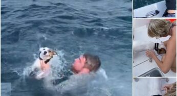 DOG RESCUE AT SEA: A STORY OF COURAGE AND COMPASSION
