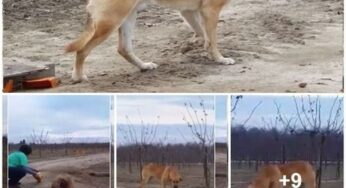 A STORY OF LOYALTY AND RESILIENCE: BANJO’S JOURNEY TO A NEW LIFE