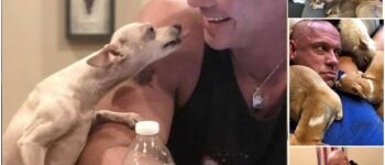 FROM GYM RAT TO DOG RESCUER: THE HEARTWARMING STORY OF A MAN AND A CHIHUAHUA