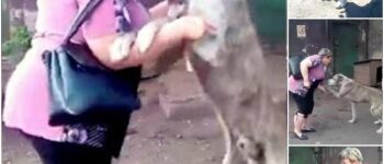 REUNITED AT LAST: THE INCREDIBLE JOURNEY OF A LOST DOG FINDING HIS WAY HOME