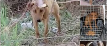 ZOOMIE’S JOURNEY: FROM LONELY WOODS TO LOVING ARMS