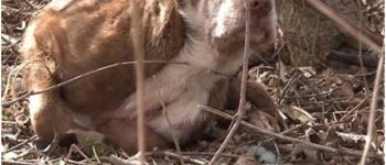 PENELOPE’S JOURNEY: FROM DESOLATE WOODS TO HEARTFELT HOMECOMINGS