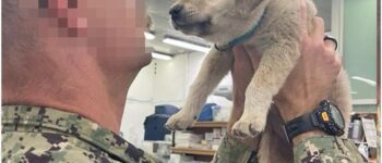 A TALE OF COMPASSION AND COMPANIONSHIP: GRIFFON’S JOURNEY FROM STRAY TO BELOVED HERO