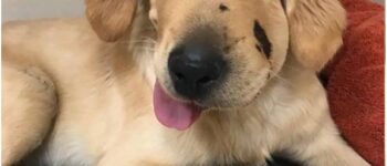 MARLEY’S VALOR: THE HEARTWARMING TALE OF A LABRADOR’S BRAVE STAND AGAINST A VENOMOUS FOE