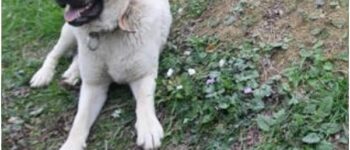 UNBREAKABLE BONDS: THE TALE OF ZOZO AND THE ETERNAL LOYALTY OF A DOG’S HEART
