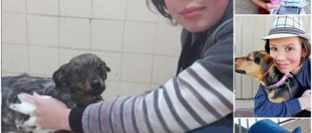 THIAGO’S TALE: A HEARTWARMING JOURNEY OF COMPASSION AND CANINE CARE