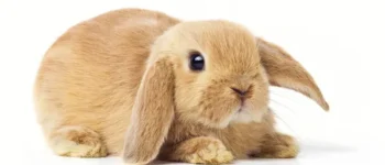 Thỏ Holland Lop Màu Vàng Siêu Đẹp : “Cục Bông” Đáng Yêu Sưởi Ấm Trái Tim Bạn