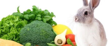 Chế Độ Ăn Và Dinh Dưỡng Cho Thỏ: Từ Thỏ Con Đến Thỏ Già, Đảm Bảo Sức Khỏe & Tuổi Thọ