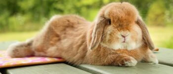 Thỏ Holland Lop: Bí Quyết Chăm Sóc “Cục Bông” Tai Cụp Đáng Yêu Nhất Thế Giới