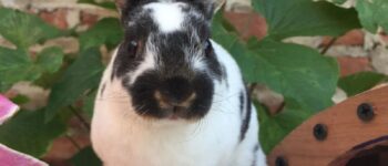 Thỏ Mini Rex: “Cục Bông” Nhỏ Xinh, Siêu Mềm Mịn Đốn Tim Mọi Sen