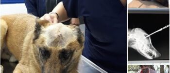 UNBREAKABLE BONDS: THE HEROIC TALE OF DUKE AND THE POWER OF CANINE LOYALTY