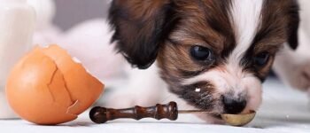 Chó Bị Đi Kiết Ăn Trứng Gà? Lời Giải Đáp Từ Chuyên Gia 15+ Năm Kinh Nghiệm!