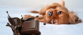 Chó Bị Ngộ Độc Socola Phải Làm Gì? Cấp Cứu Ngay Với “Cẩm Nang Sinh Tồn” Từ Chuyên Gia!
