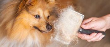 Chó Bị Rụng Lông? “Bắt Bệnh” & Xử Lý Ngay Với Cẩm Nang Từ Chuyên Gia!