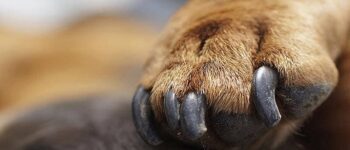 Chó bị sứt móng chân?  Đừng lo, “bác sĩ” này giúp bạn!