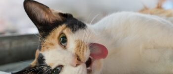 Mèo Cắn Cóc Ếch Có Bị Ngộ Độc Không? Cấp Cứu Ngay Khi Thấy 5 Dấu Hiệu Này!
