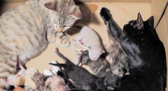 CẤP CỨU Mèo Bị Sốt Sữa: Nguyên Nhân, Triệu Chứng & Cách Điều Trị (Hướng Dẫn Từ Chuyên Gia)
