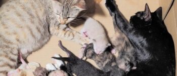 Mèo Đẻ Không Có Sữa? [7+ Nguyên Nhân & Cách Xử Lý An Toàn]