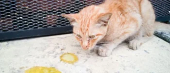 Mèo Mẹ Mới Đẻ Bị Tiêu Chảy? 7+ Nguyên Nhân & Cách Chữa “Cấp Tốc”