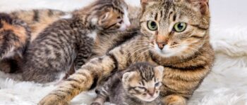 Mèo Mẹ Mới Đẻ Bỏ Ăn? Giải Mã Bí Ẩn & “Cứu Nguy” Kịp Thời!